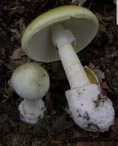 Attenzione ai funghi
