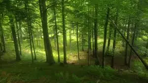Avviso pubblico miglioramento proprietà boschive